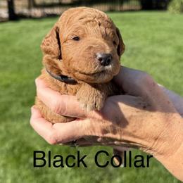 Black Collar (Yang) - Red  male Goldendoodle puppy in Landis, North Carolina from Shelbys Doodle Farm