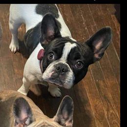 Molly - French Bulldog