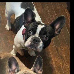 Molly - French Bulldog