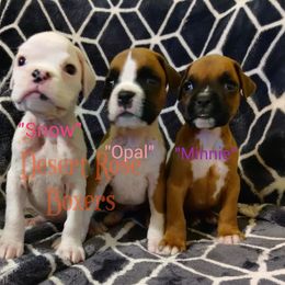 Boxer Puppies from Desert Rose Boxers