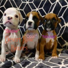 Boxer Puppies from Desert Rose Boxers