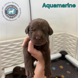 Aquamarine - Chocolate female Labrador Retriever puppy in Elloree, South Carolina from Moonlight Kennels LLC