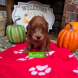 Hunter Green - Apricot male Goldendoodle puppy in Little Rock, Arkansas from Adorable Mini Doodles LLC