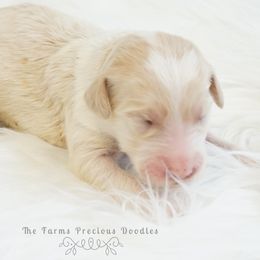 Goldendoodle and Sheepadoodle Puppies from The Farms Precious Doodles