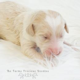 Goldendoodle and Sheepadoodle Puppies from The Farms Precious Doodles