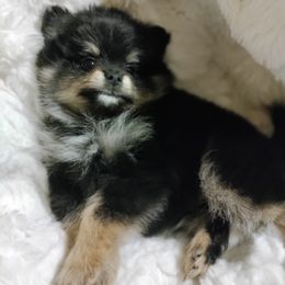 Pomeranian Puppies from Cutie Poms