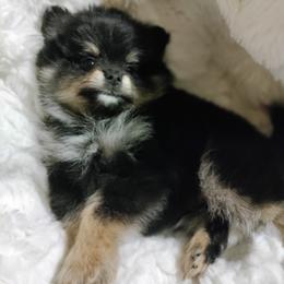 Pomeranian Puppies from Cutie Poms