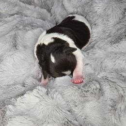 Fred - Parti male Miniature Schnauzer puppy in Hertford, North Carolina from Little Bug Schnauzers