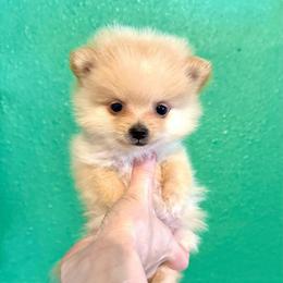 Leia - Cream parti female Pomeranian puppy in Stroud, Oklahoma from Laik’s Little Shihtz & Poms