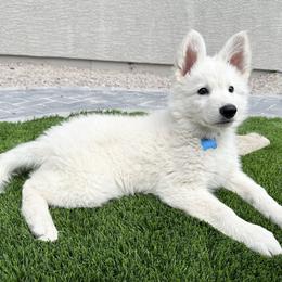 Berger Blanc Suisse Puppies from Moonlight Berger Blanc Suisses