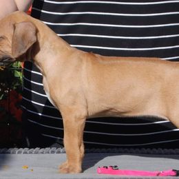 Rhodesian Ridgeback Puppies from Aziza Ridgebacks