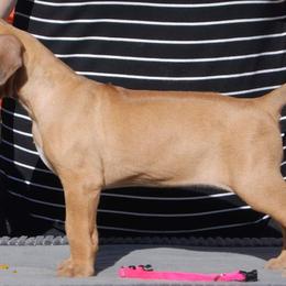 Rhodesian Ridgeback Puppies from Aziza Ridgebacks