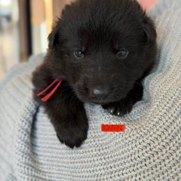 Galahad-Red - Black male German Shepherd puppy in Medical Lake, Washington from Nine Realms German Shepherds