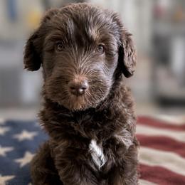 Dolly - Chocolate female Labradoodle puppy in Wasilla, Alaska from Northern Lights Labradoodles