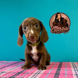 Brownie - Chocolate and tan male Dachshund puppy in Liberty, Texas from Mini Chocolate Factory