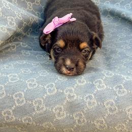 Nova-- fluffy - White and black female Pembroke Welsh Corgi puppy in Oak City, Utah from Shells’ Corgis