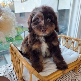 Boy 1 - Brown merle male Aussiedoodle puppy in North Royalton, Ohio from Johnson's Doodles