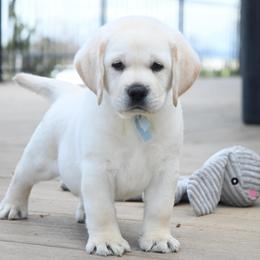 Mr. Light Blue Stormi-Bosley - Yellow male Labrador Retriever puppy in Pasco, Washington from ROCK CREEK LABRADORS Pasco, WA