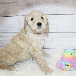 Pink girl - Red phantom Aussiedoodle puppy in Maryland from Alexander Oodles of Doodles