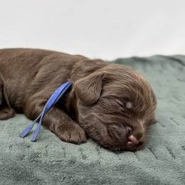 Achilles - Chocolate male Australian Labradoodle puppy in Sacramento, California from Little Farmstead Labradoodles