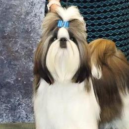 Ready - Shih Tzu
