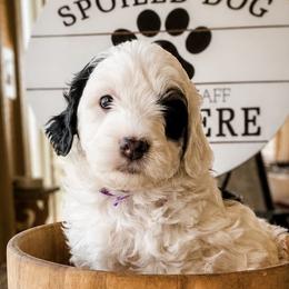 Purple Collar Florence - Black and white female Bernedoodle puppy in Camden, North Carolina from Fleury Farm Doodles NC