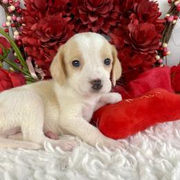 Blue - Lemon and white male Beagle puppy in Katy, Texas from Houston’s Howlin’ Hounds