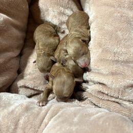 Poodle puppies from Poodle Me Crazy