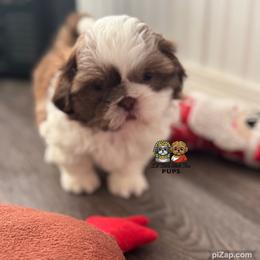 Kobe - Red and white male Shih Tzu puppy in Walkertown, North Carolina from Lil’ Bit’s Shih Tzu
