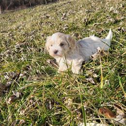 Tootsie - Cream female Havanese puppy in Salesville, Ohio from RiverLynn