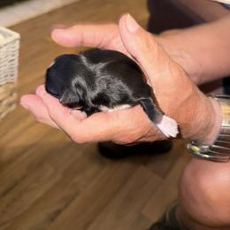 Jace - Black male Havanese puppy in Hudson, New York from Havanese of Claverack and Hudson Valley Labradors
