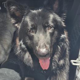 Maxx - Shiloh Shepherd