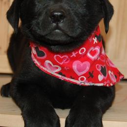 Beagle and Labrador Retriever Puppies from Badland Kennel