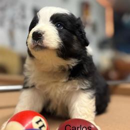 CARLOS - Black tri-color male Australian Shepherd puppy in Sheridan, Arkansas from Runnin’ Wild Ranch Aussies