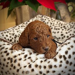 Black Collar Boy - Red  male Poodle puppy in Modesto, California from Dry Creek Poodles