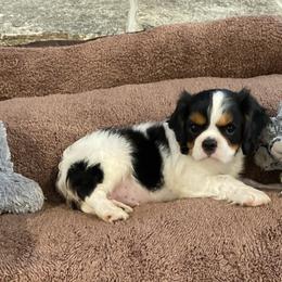 Cavalier King Charles Spaniel Puppies from Fairwyn Farm Cavalier King Charles Spaniels