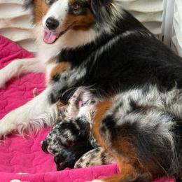 Miniature Australian Shepherd puppies from Southern Promise Aussie’s
