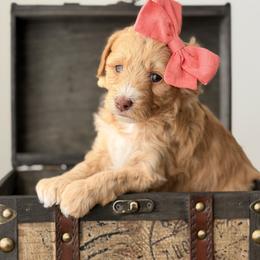 Rosey - Red  female Goldendoodle puppy in Fayetteville, Georgia from Darling Doodles