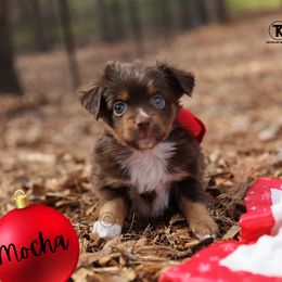 Mocha- RTF minimal white - Red tri female Toy Australian Shepherd puppy in Nacogdoches, Texas from TK Standard, Mini, & Toy Aussies