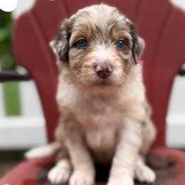 Giada - White and red merle female Bordoodle puppy in Creston, Ohio from Borders of Eby Eden