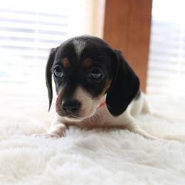 Orange - Piebald female Dachshund puppy in Peebles, Ohio from Cave Valley Hounds