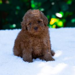 Penny - Red  female Poodle puppy in Fort Myers, Florida from Blossom Paws