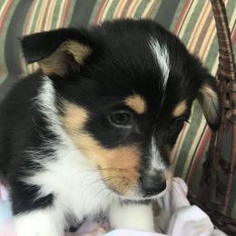 Hickory Springs Logan - Black and tan Pembroke Welsh Corgi puppy in Lima, New York from Hickory Springs Corgis