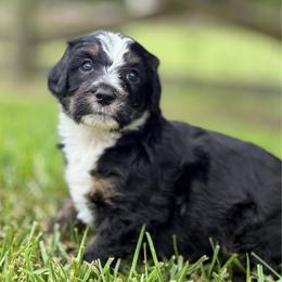 Fluttershy - Tri-color female Bernedoodle puppy in Clermont, Florida from Shadow Bernedoodles & Dog Training