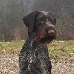 Prada - Liver and white female German Wirehaired Pointer puppy in Wellston, Ohio from Blue Line GWPs