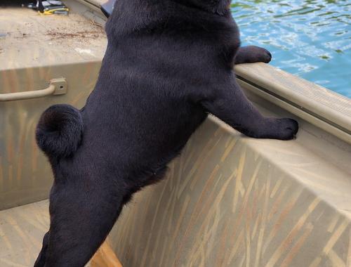 Winston — Black Pug Sire