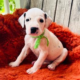 Lime - White and black female Dalmatian puppy in Westhoff, Texas from Smart Dalmatians (LUA)