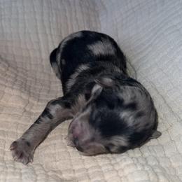 Blue Merle Male - Blue merle male Aussiedoodle puppy in Angola, Indiana from Classic City Doodles