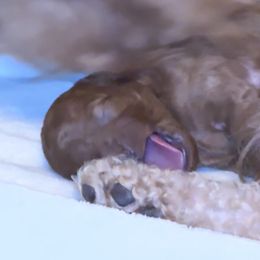 Poodle Puppies from Chamberland Poodles