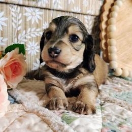Koda - Cream male Dachshund puppy in Thomaston, Georgia from UGG Ranch